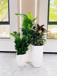 深度解析宁波奉化花卉出租方案，超实用哦